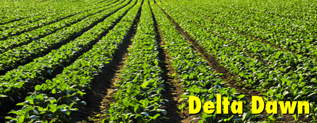 DeltaDawn