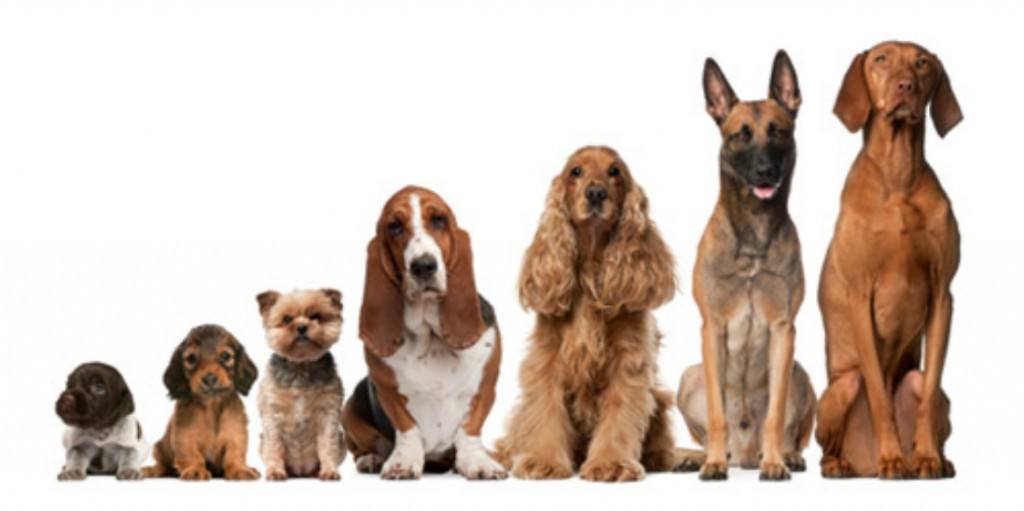 Jonesboro opens first dog park Talk Business & Politics