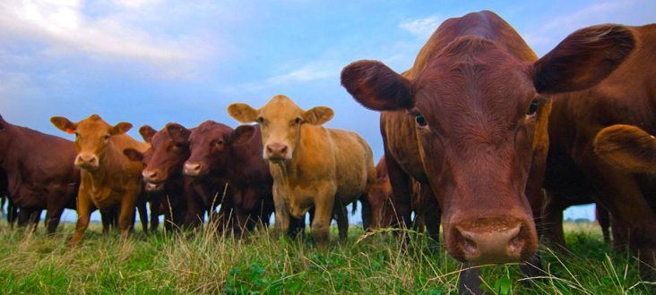 Miniature Cow Prices 2024: Purchase Cost, Food Budget, and More! - A-Z  Animals