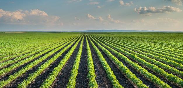 rows of crops