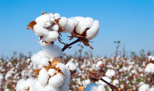 State cotton farmers gather for boll weevil meeting