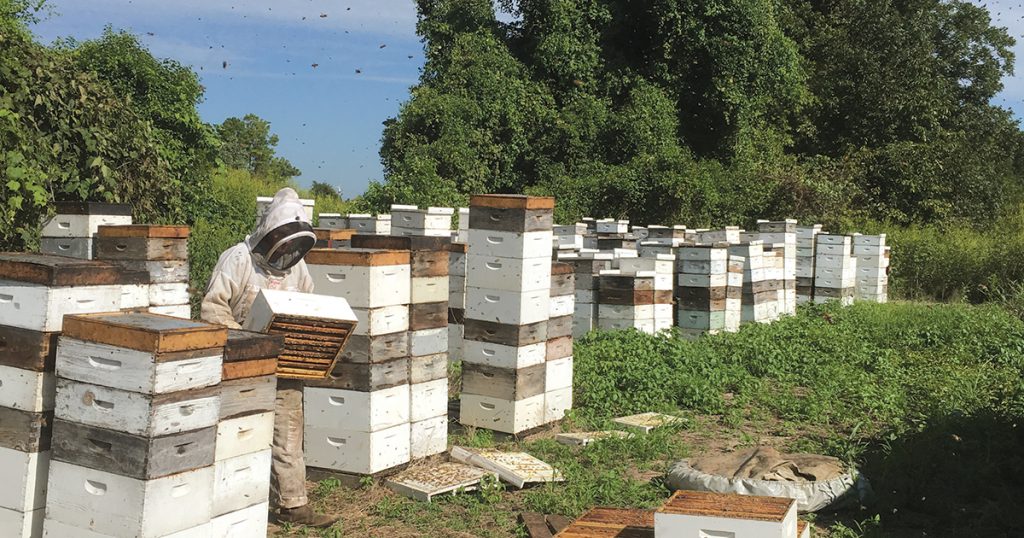 Key to profitable honey farm work is finding the ‘right balance’ with