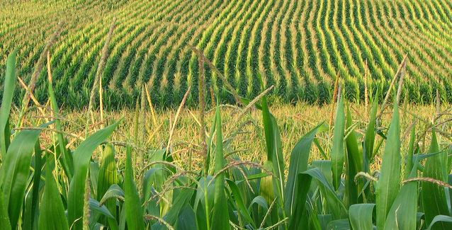 American Corn Farm