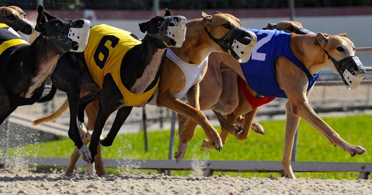 Phoenix Reserves Contenders: Greyhound Racing's Elite Prepare For Match  Race Battle