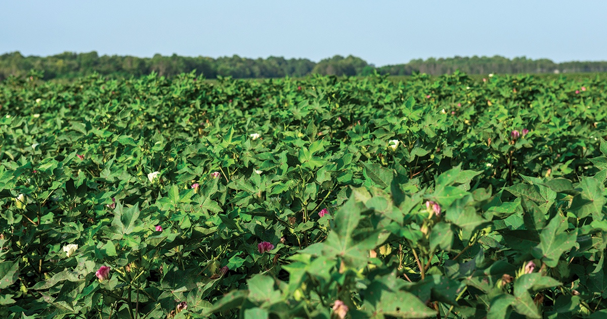 arkansas-soybean-and-rice-crop-acres-grow-in-the-midst-of-trade-war