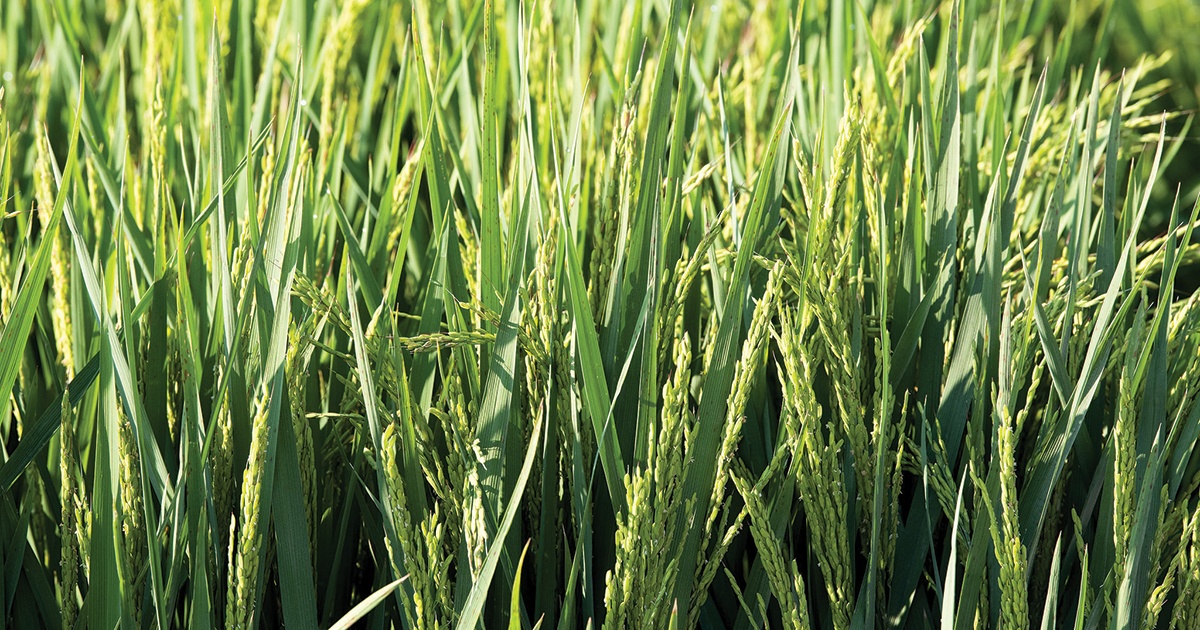Pirinç Araştırmalarını Fonlamak İçin Hibe Başvuruları Aranıyor