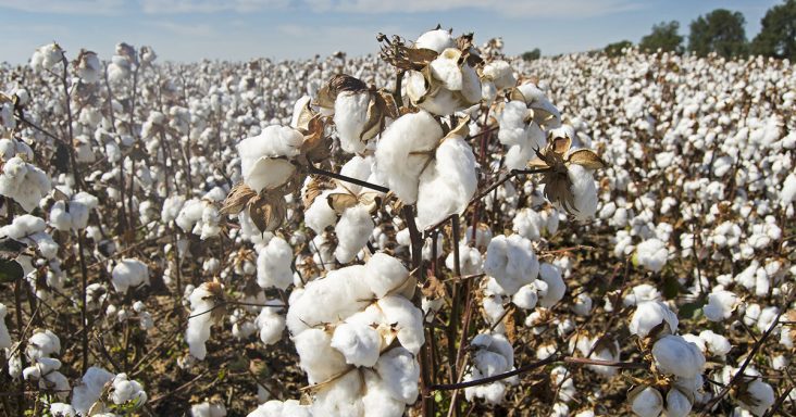 Why Is Arkansas A Good Place To Grow Cotton?