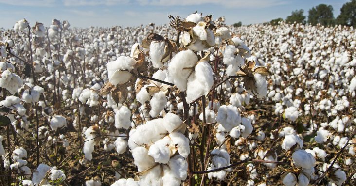 cotton plantations today