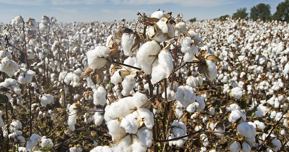 U.S. cotton farmers projected to harvest fewest acres since