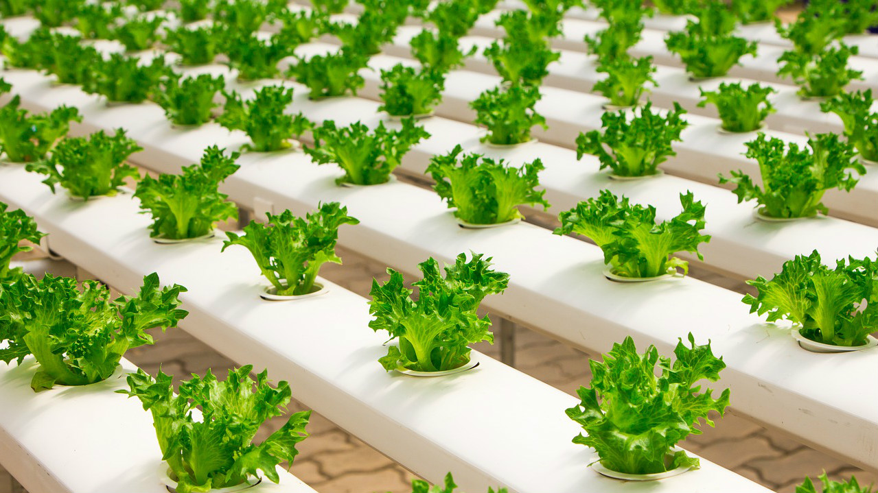 Hydroponic agriculture trending upward - talkbusiness.net