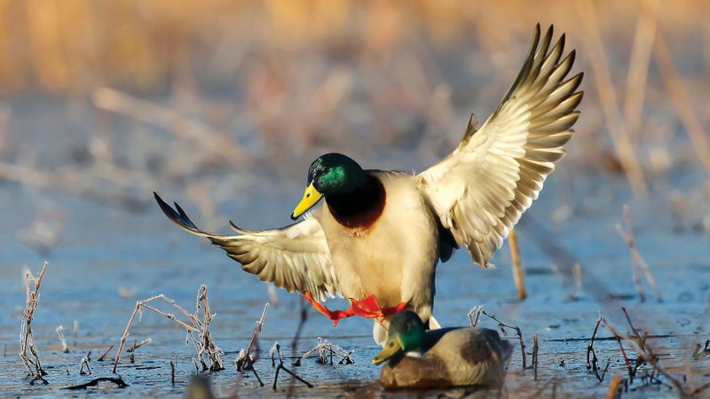 USDA, Arkansas'taki göçmen kuş popülasyonunu artırmak için 4 milyon dolar ayıracak