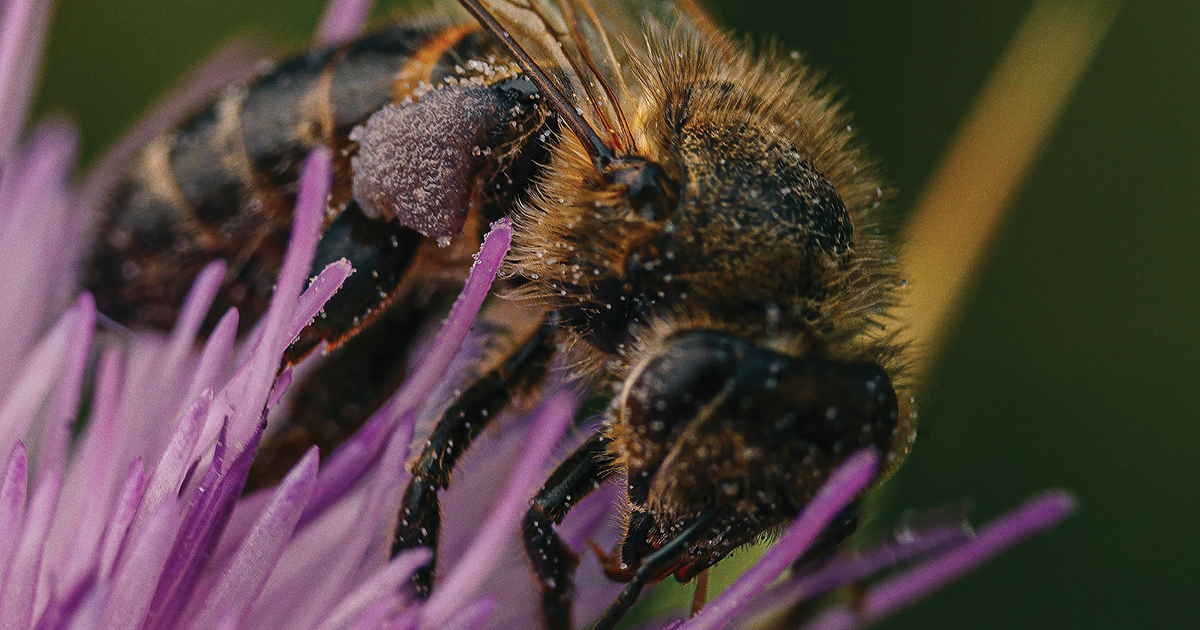 I geni di un’ape mellifera europea sorprendentemente scura sono stati trovati in Arkansas