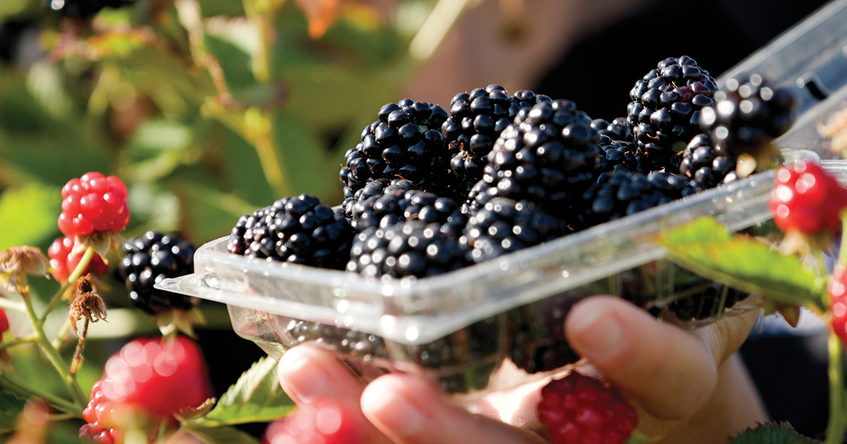 Arkansas Ag department awards grants for specialty crop industry – Talk Business & Politics