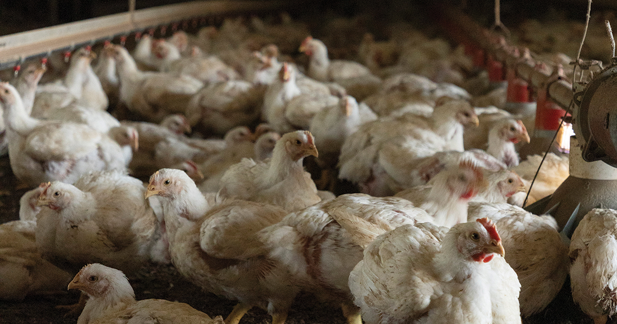 Oklahoma court ruling threatens poultry industry in Arkansas