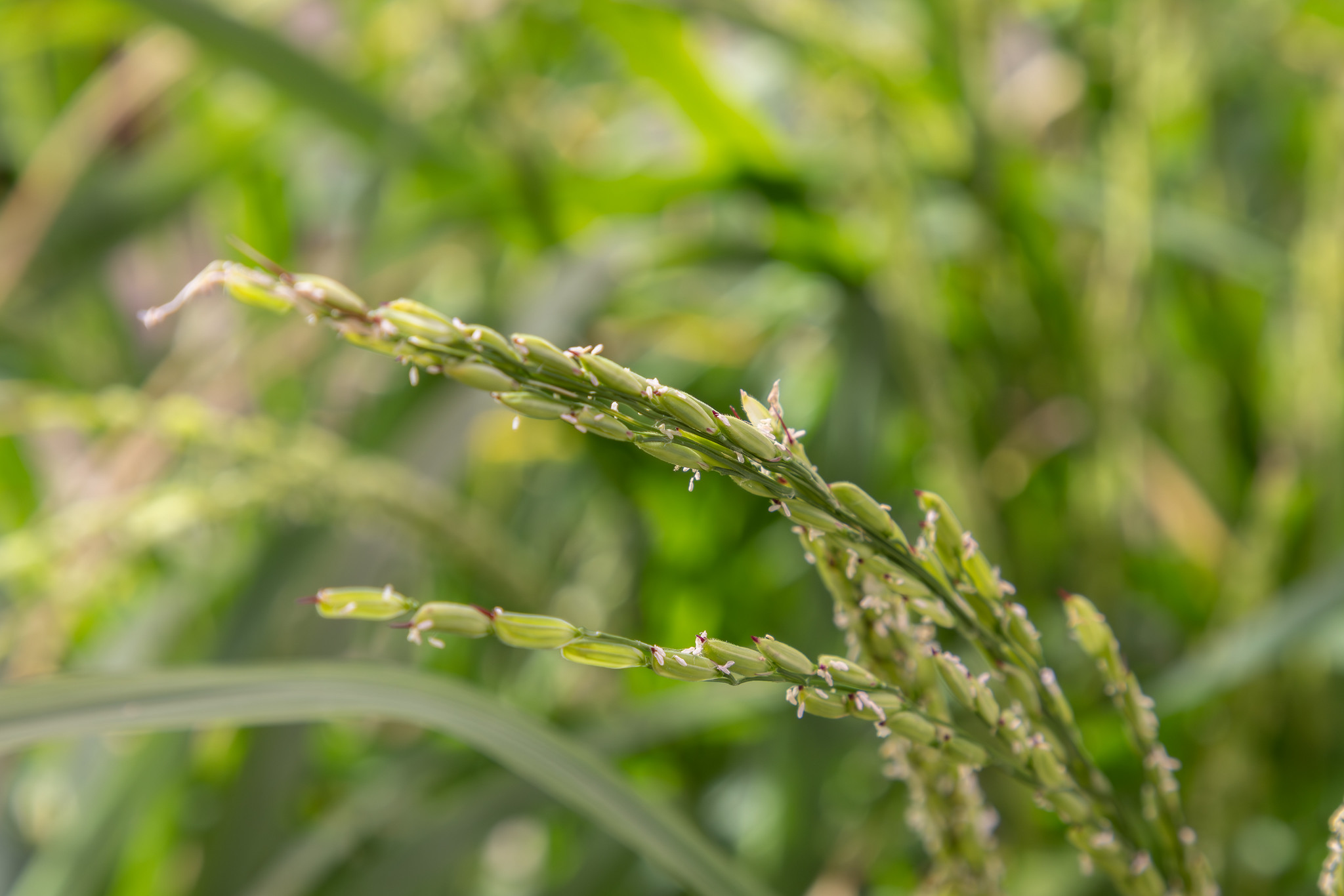 Rice plants and Venus flytraps have unexpectedly similar defense systems -  Talk Business & Politics